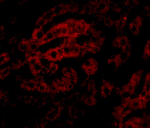 HAAO Antibody in Immunocytochemistry (ICC/IF)