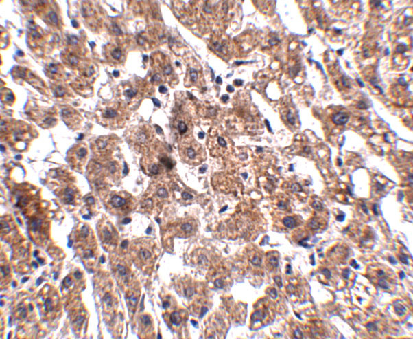 HAAO Antibody in Immunohistochemistry (IHC)