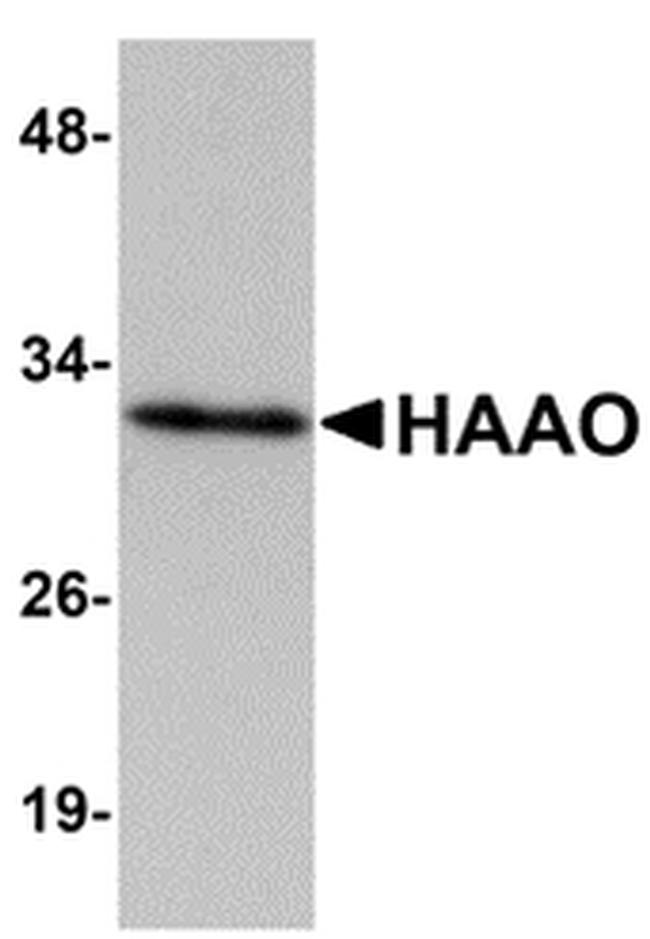 HAAO Antibody in Western Blot (WB)