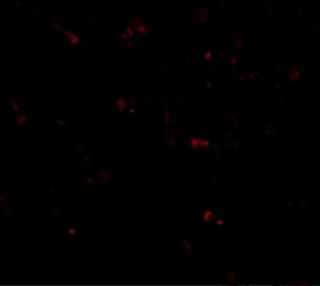 STING Antibody in Immunocytochemistry (ICC/IF)