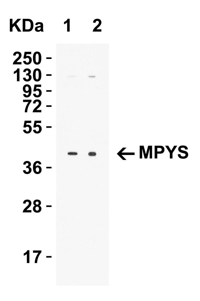 STING Antibody in Western Blot (WB)