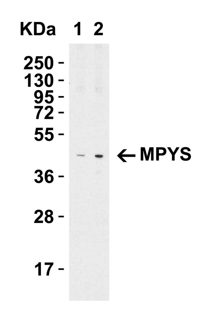 STING Antibody in Western Blot (WB)