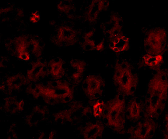 NOTUM Antibody in Immunocytochemistry (ICC/IF)