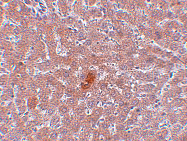 JMJD1A Antibody in Immunohistochemistry (Paraffin) (IHC (P))