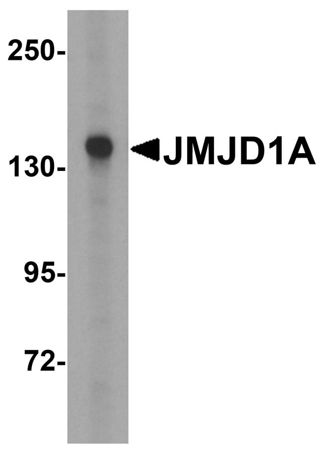 JMJD1A Antibody in Western Blot (WB)