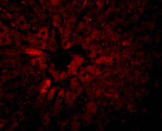 JMJD5 Antibody in Immunocytochemistry (ICC/IF)