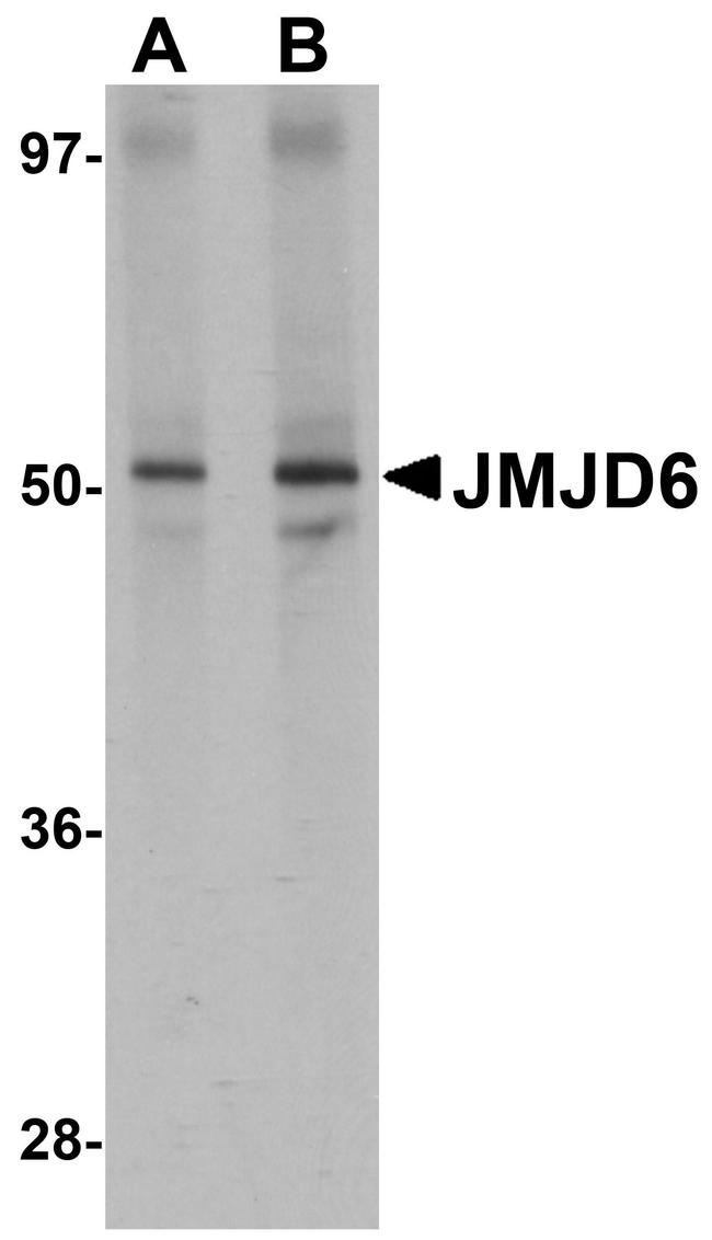 JMJD6 Antibody in Western Blot (WB)