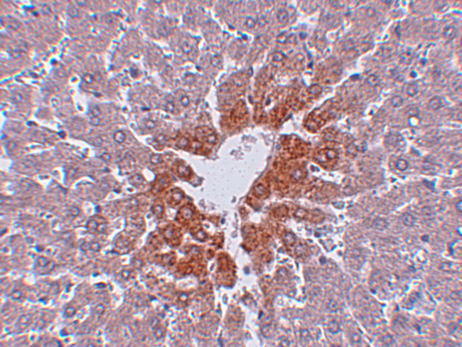 JMJD7 Antibody in Immunohistochemistry (IHC)