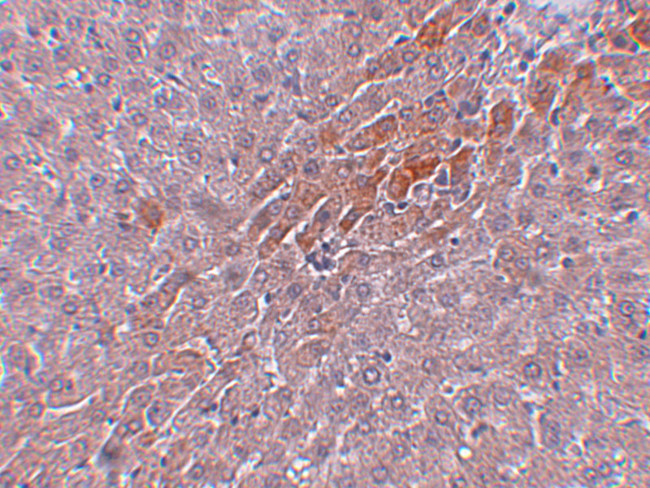 Prosapip2 Antibody in Immunohistochemistry (IHC)