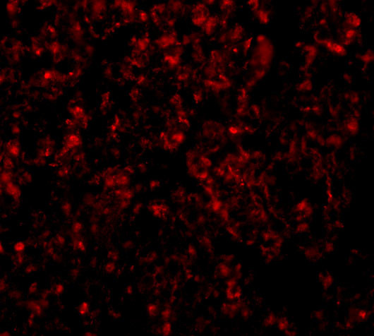 GOLPH3 Antibody in Immunocytochemistry (ICC/IF)