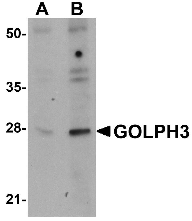 GOLPH3 Antibody in Western Blot (WB)