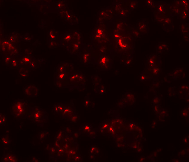 OCIAD1 Antibody in Immunocytochemistry (ICC/IF)