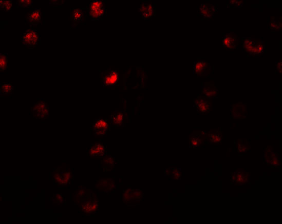 OCIAD2 Antibody in Immunocytochemistry (ICC/IF)