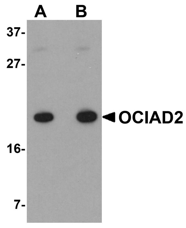 OCIAD2 Antibody in Western Blot (WB)