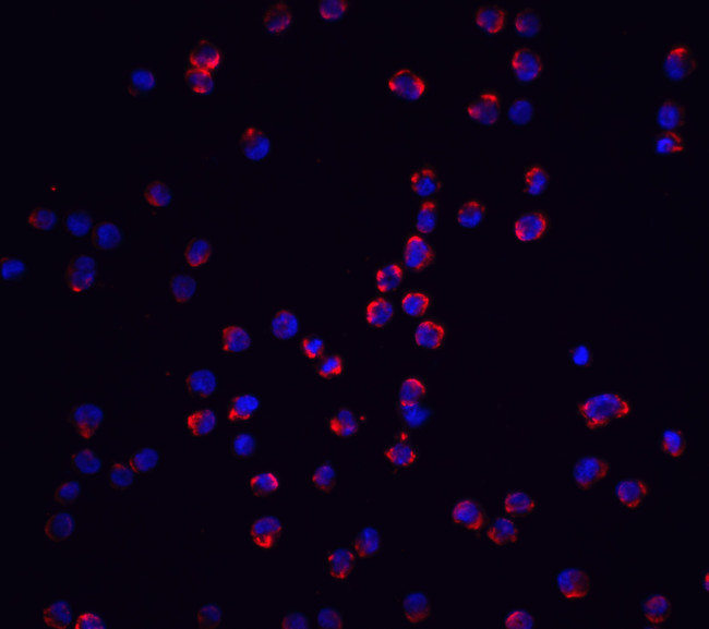 NLRP3 Antibody in Immunocytochemistry (ICC/IF)