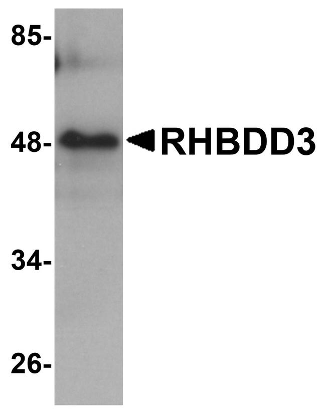 RHBDD3 Antibody in Western Blot (WB)