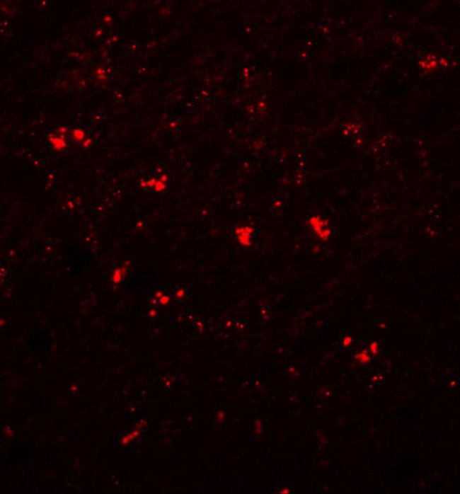 PPAPDC1A Antibody in Immunohistochemistry (IHC)