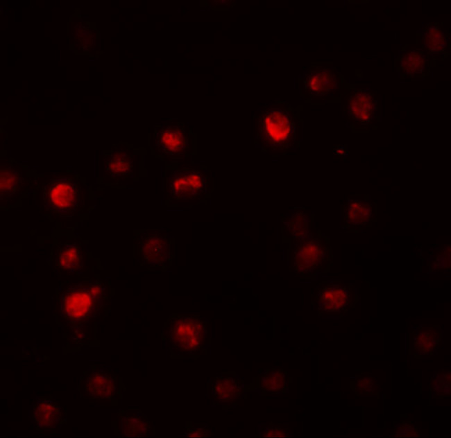 PPAPDC2 Antibody in Immunocytochemistry (ICC/IF)