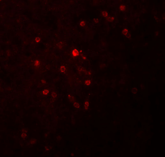 TSPAN9 Antibody in Immunohistochemistry (IHC)