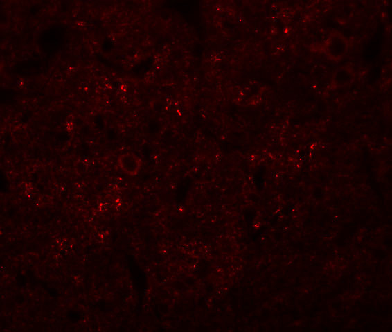 SYNGR3 Antibody in Immunocytochemistry (ICC/IF)