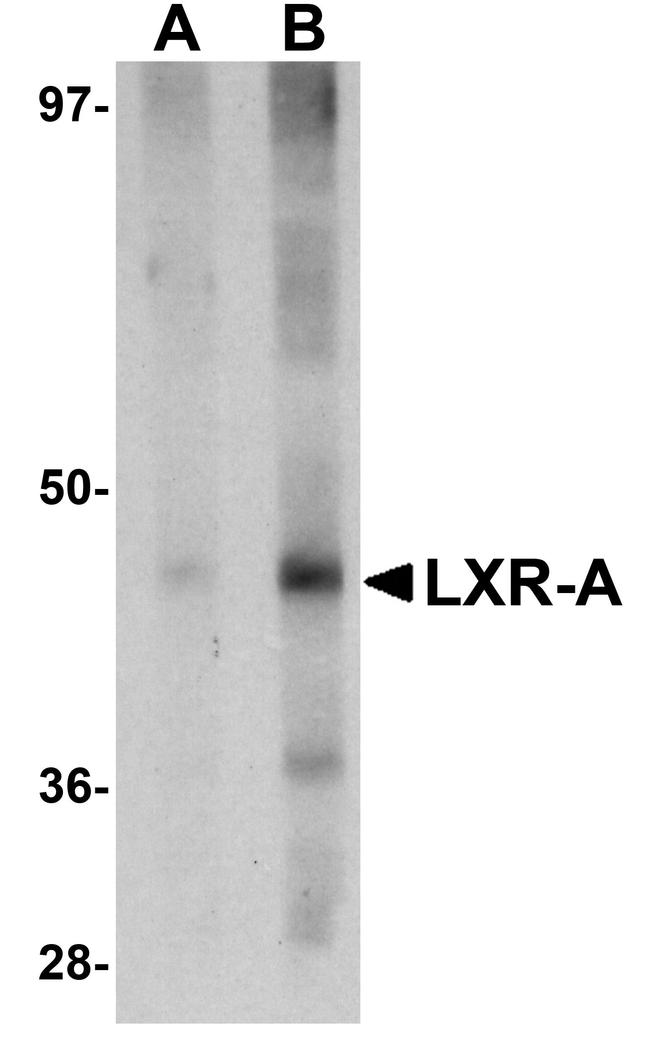 LXR alpha Antibody in Western Blot (WB)