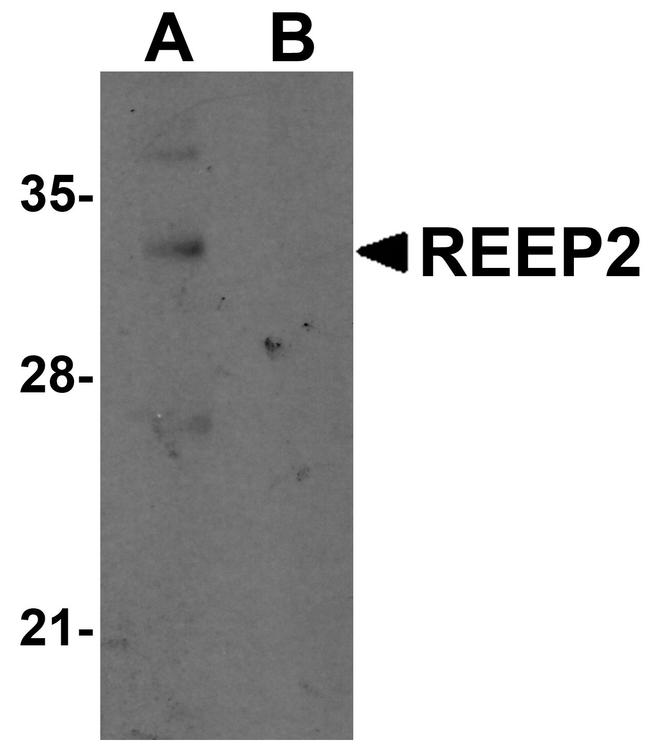 REEP2 Antibody in Western Blot (WB)