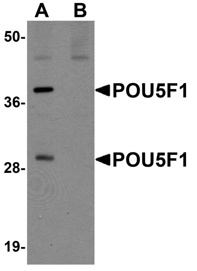 OCT4 Antibody in Western Blot (WB)