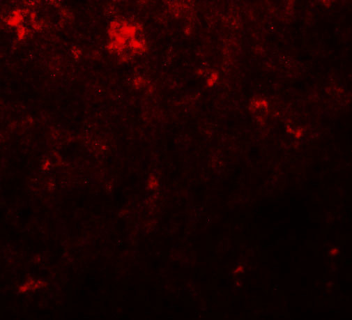 Nanog Antibody in Immunocytochemistry (ICC/IF)