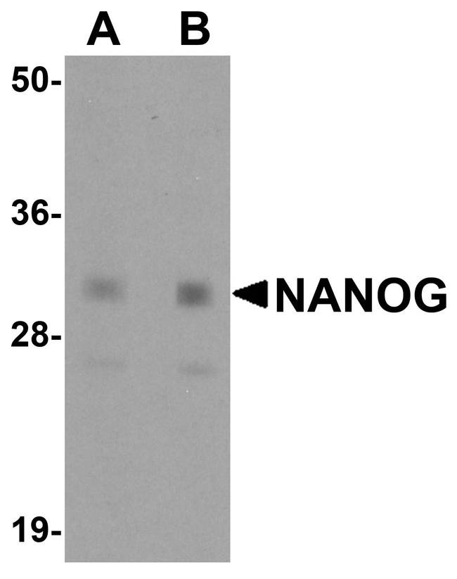 Nanog Antibody in Western Blot (WB)