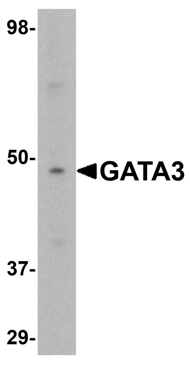 GATA3 Antibody in Western Blot (WB)