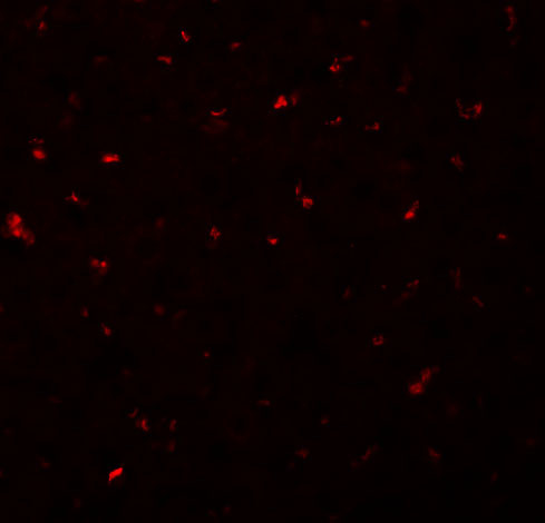 CALHM1 Antibody in Immunocytochemistry (ICC/IF)