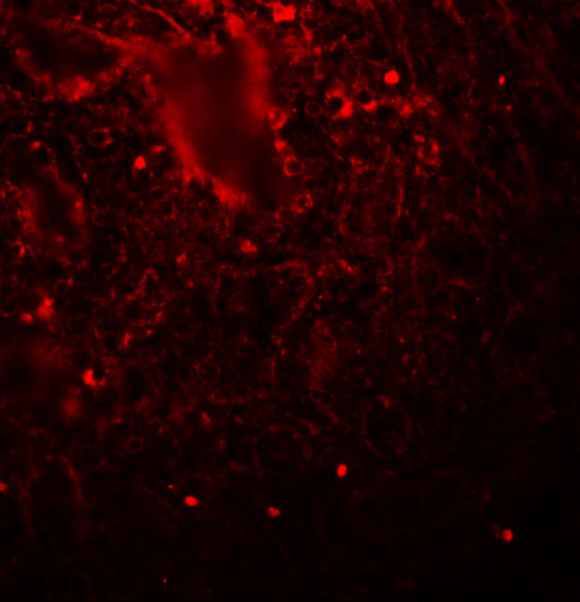 LIN28A Antibody in Immunohistochemistry (IHC)