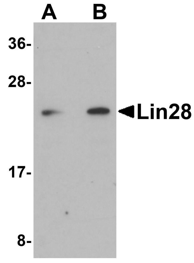 LIN28A Antibody in Western Blot (WB)