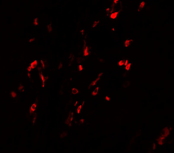 BCAS1 Antibody in Immunocytochemistry (ICC/IF)