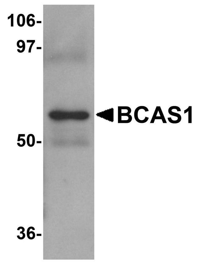 BCAS1 Antibody in Western Blot (WB)