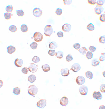 MAEL Antibody in Immunocytochemistry (ICC/IF)