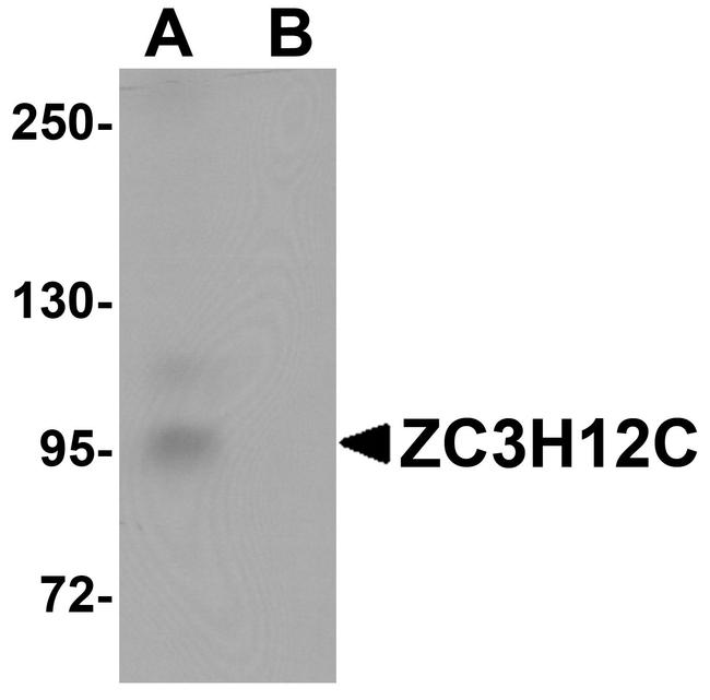 ZC3H12C Antibody in Western Blot (WB)