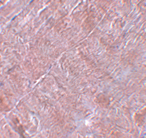 RANBP10 Antibody in Immunohistochemistry (IHC)