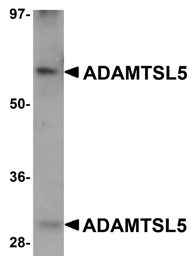 ADAMTSL5 Antibody in Western Blot (WB)