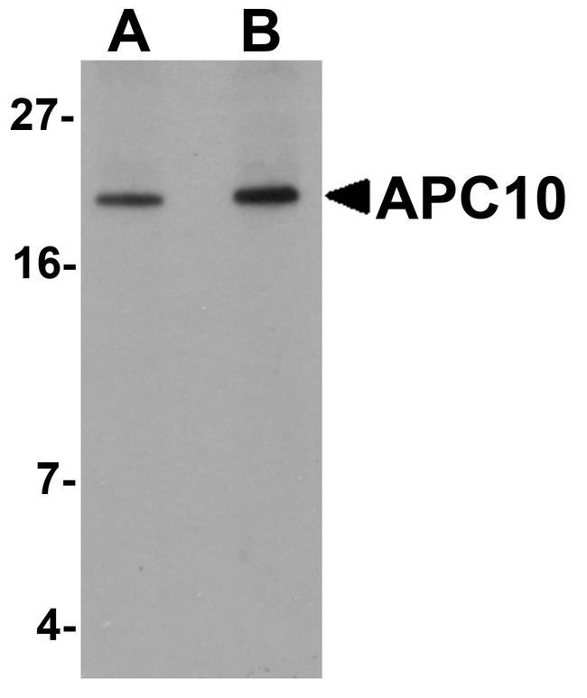 APC10 Antibody in Western Blot (WB)