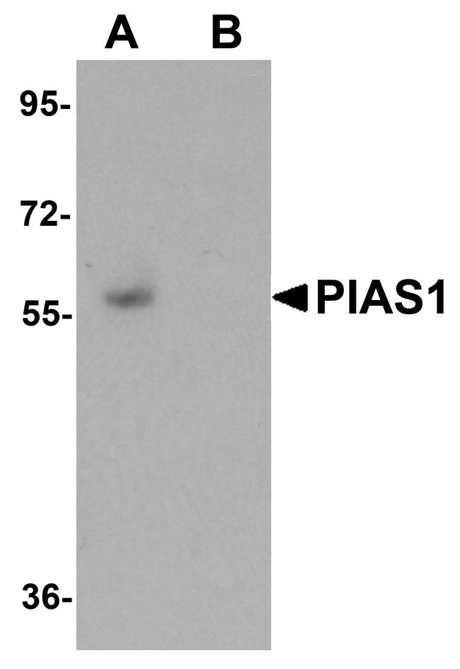 PIAS1 Antibody in Western Blot (WB)