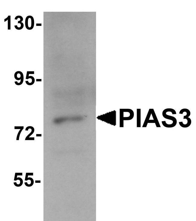 PIAS3 Antibody in Western Blot (WB)
