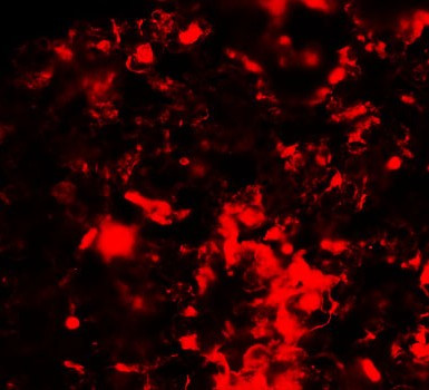 RNF8 Antibody in Immunohistochemistry (IHC)