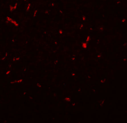 SIRT1 Antibody in Immunohistochemistry (IHC)