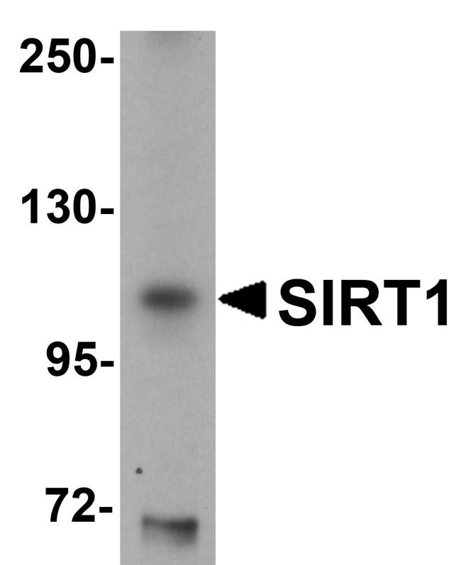 SIRT1 Antibody in Western Blot (WB)