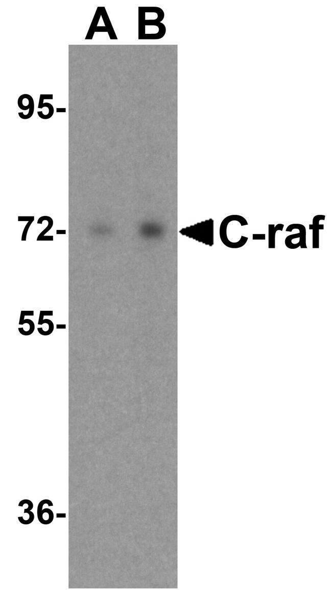 c-Raf Antibody in Western Blot (WB)