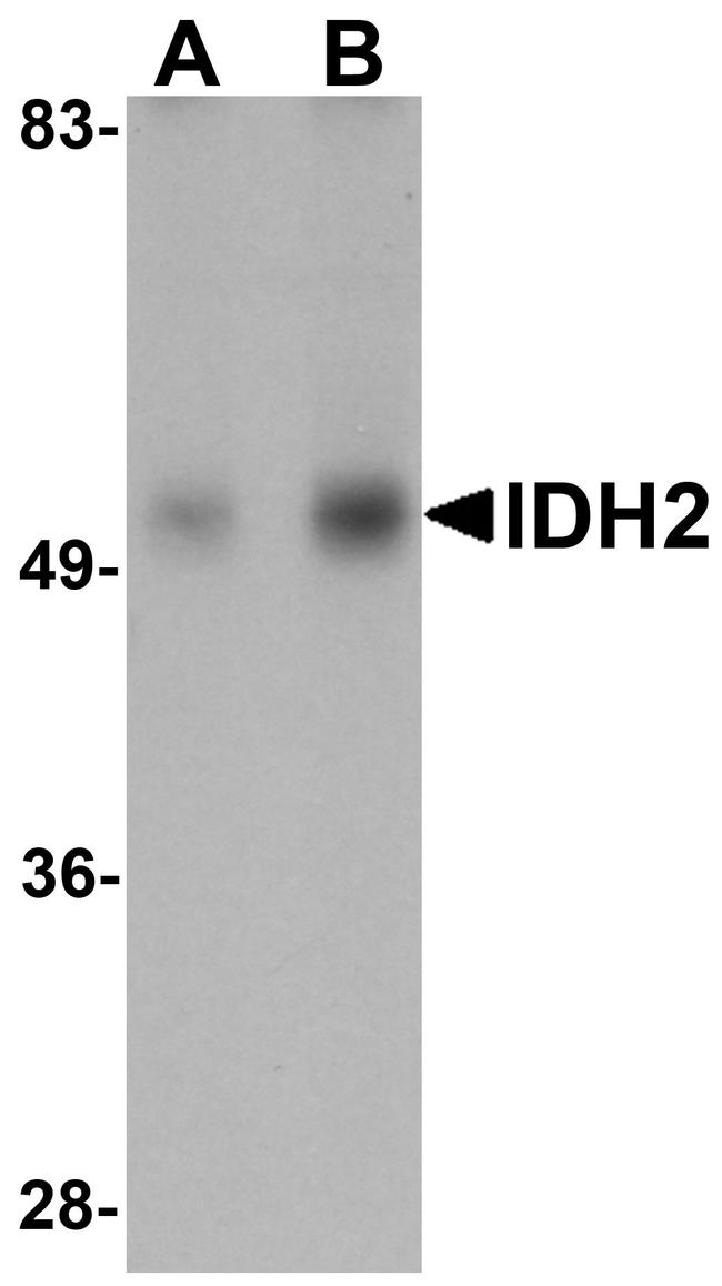 IDH2 Antibody in Western Blot (WB)