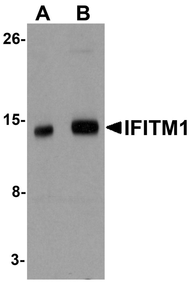 IFITM1 Antibody in Western Blot (WB)