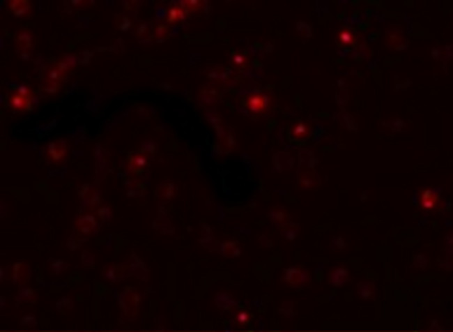 SCUBE2 Antibody in Immunocytochemistry (ICC/IF)