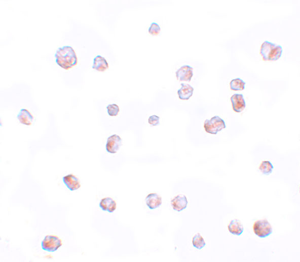 SCRN2 Antibody in Immunocytochemistry (ICC/IF)